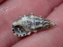 Cerithium litteratum