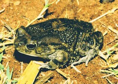 Sclerophrys xeros