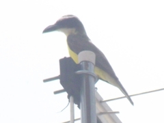 Megarynchus pitangua