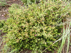 Drosanthemum parvifolium
