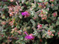 Drosanthemum parvifolium