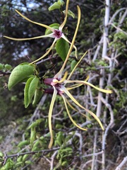 Strophanthus amboensis image