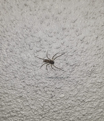 Spartaeus spinimanus