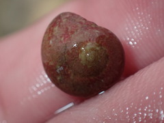 Agathistoma fasciatum