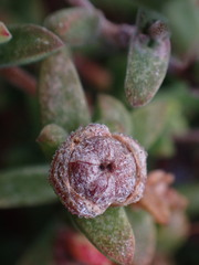 Drosanthemum parvifolium
