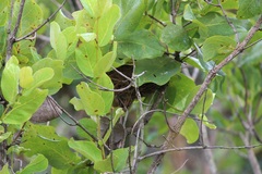 Microspingus cinereus