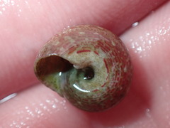 Agathistoma fasciatum