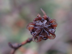 Drosanthemum parvifolium
