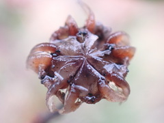 Drosanthemum parvifolium