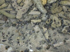 Clibanarius tricolor