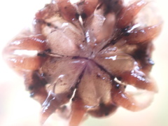 Drosanthemum parvifolium