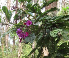 Meriania nobilis