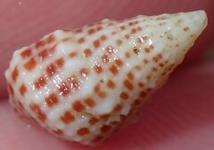 Cerithium litteratum