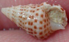 Cerithium litteratum