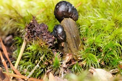 Tolypocladium capitatum