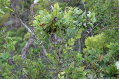 Microspingus cinereus