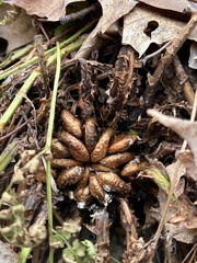 Dryopteris intermedia