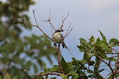 Microspingus cinereus