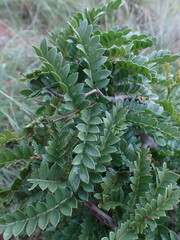 Schotia afra afra