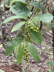 Antidesma venosum