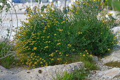 Coronilla juncea
