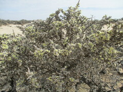 Caroxylon nollothense