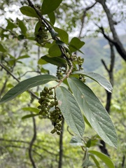 Antidesma venosum