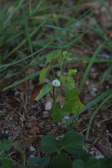 Ipomoea biflora