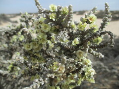 Caroxylon nollothense