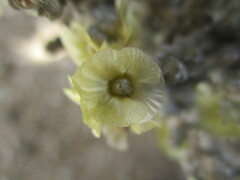 Caroxylon nollothense