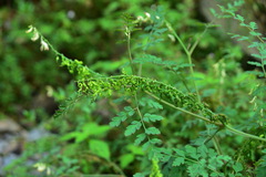 Corydalis ophiocarpa
