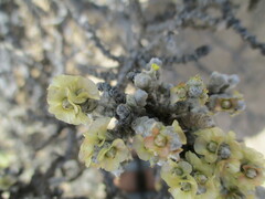 Caroxylon nollothense