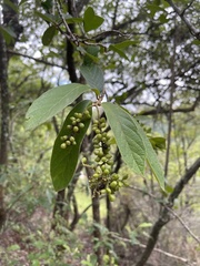 Antidesma venosum