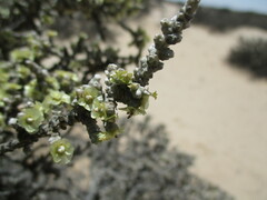 Caroxylon nollothense