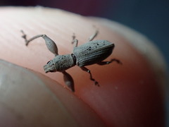 Pandeleteius nodifer