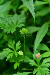 Calathodes polycarpa