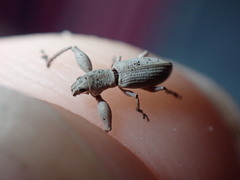 Pandeleteius nodifer