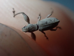 Pandeleteius nodifer