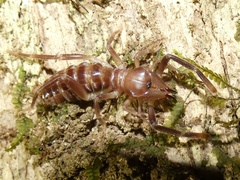 Ammotrechidae