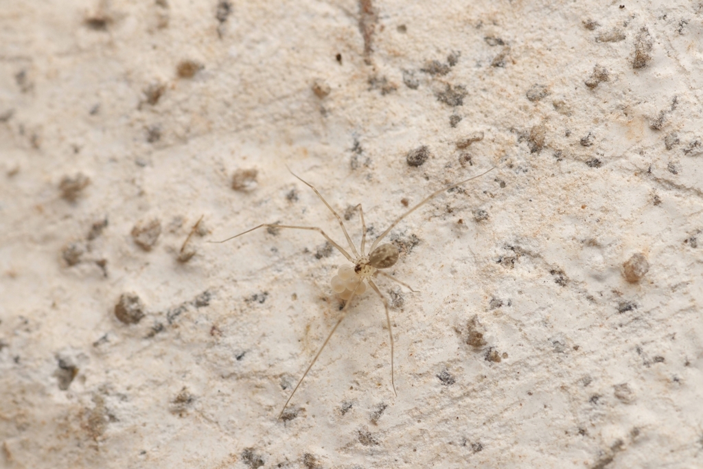 Modisimus culicinus from Indraprastha Organic Farm on November 19, 2022 ...