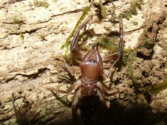 Ammotrechidae