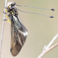 Libelloides hispanicus