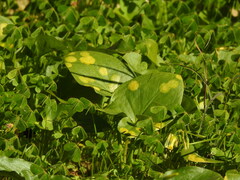 Phyllosiphon arisari