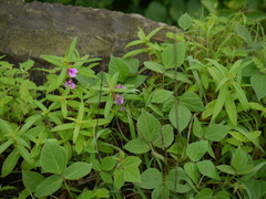 Impatiens oppositifolia
