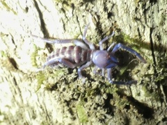 Ammotrechidae
