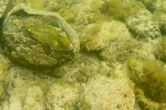 Meuschenia freycineti