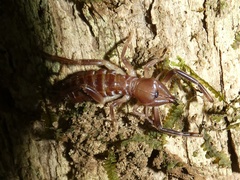 Ammotrechidae