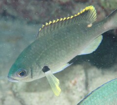 Azurina multilineata