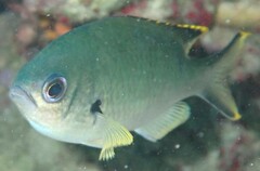 Azurina multilineata