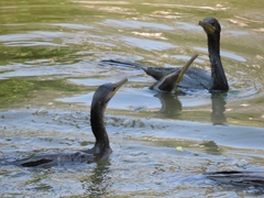 Phalacrocorax fuscicollis